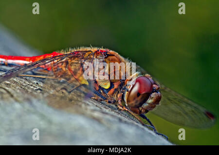 Eine gemeinsame Darter Libelle, eine der häufigsten Libellen in Europa und oft von Teichen und Seen gefunden, Aalen in der Sonne. Stockfoto