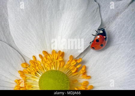 Ein 7-Punkt Marienkäfer auf einem japanischen Anemone x hybrida 'Honorine Jobert' in Scarborough Dekan Straße Friedhof. Stockfoto