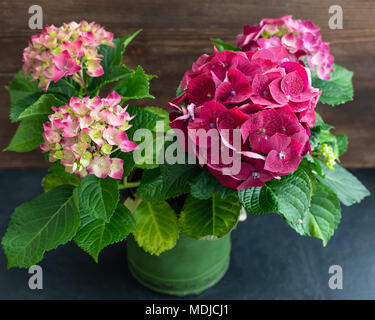 Purple hydrangea in einem vintage Topf, isoliert, mit einem Copyspace Stockfoto