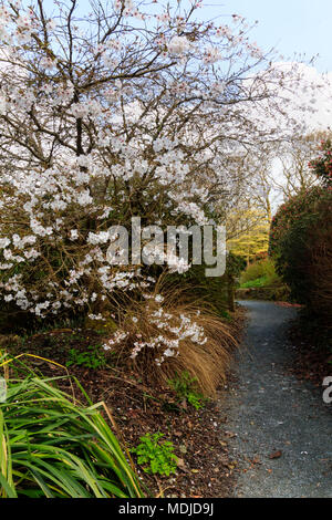 Frühblühende Kirsche Prunus incisa "die Braut", Überhänge einen Pfad im Garden House, Buckland Monachorum, Devon, Großbritannien Stockfoto