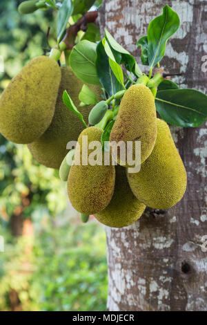 In der Nähe von Mehrere wilde Jackfrüchten (artocarpus Heterophyllus) (auch als jack Baum, fenne, jakfruit, Jack oder "Jak genannt) auf einem Baum in Laos hängen. Stockfoto