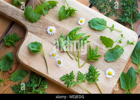 Boden Elder, nipplewort, Knoblauch, Senf und andere Frühling wilde essbare Pflanzen auf einem Tisch Stockfoto