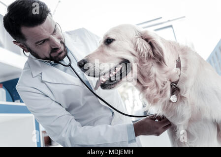 Nette professionelle Tierarzt tragen Stethoskop