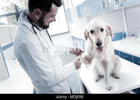 Nette freundliche Arzt Holding a Hunde Pfote Stockfoto
