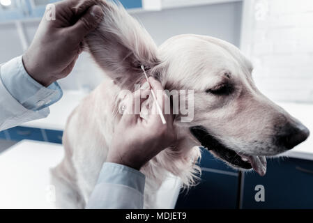 Nette professionelle Arzt Reinigung hunde Ohren Stockfoto