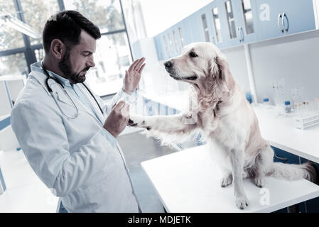 Schön süß Hund suchen beim Arzt Stockfoto