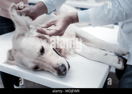 Schöne schöne Labrador in seinen Augen gereinigt Stockfoto