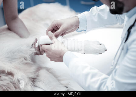 Nahaufnahme eines Hunde Pfote bandagiert werden Stockfoto