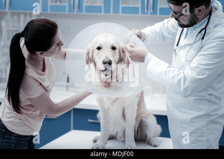 Schön süß Hund tragen E Kragen Stockfoto