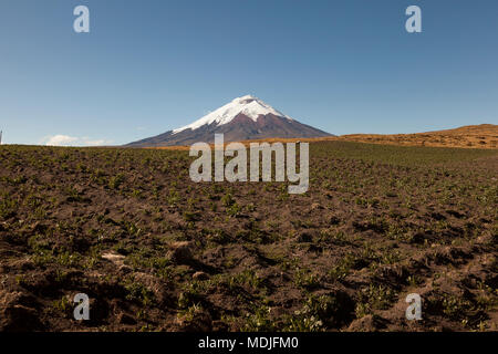 Kartoffeln in Cotopaxi zurück und blauer Himmel, Anden von Ecuador Stockfoto