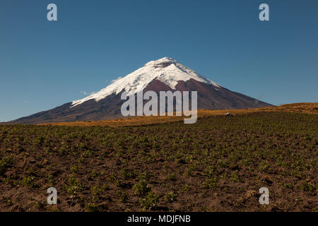 Kartoffeln in Cotopaxi zurück und blauer Himmel, Anden von Ecuador Stockfoto