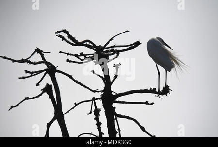 (180420) - Peking, 20. April 2018 (Xinhua) - Ein egret ruht an der Xiangshan Forest Park in Nanchang, Provinz Jiangxi, China 19. April 2018. Hunderttausende von Reiher haben sich im Park ihre Brutzeit zu verbringen. (Xinhua / Wan Xiang) (Ry) Stockfoto