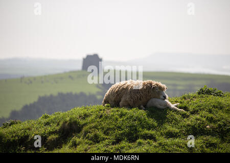 Abbotsbury, Dorset. April 2018 20. Die hohen Temperaturen auch heute an der Küste von Dorset, wo Neugeborene Lämmer und ihre Mütter Schlummer- und in der Mitte der Morgensonne entspannen. Der Hügel, wo die jungen Lämmer gehalten werden, mit Blick auf St Catherine's Kapelle und die Weite des Chesil Beach. Credit: Wayne Farrell/Alamy leben Nachrichten Stockfoto