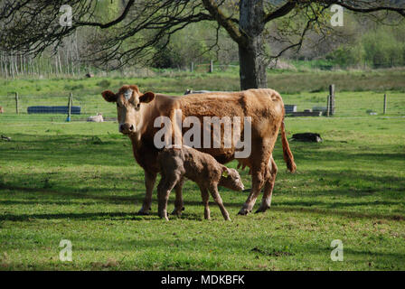 Mutter Kuh und Kalb in grünes Feld mit Baum und Trog im Querformat Stockfoto