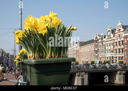 Amsterdam, Niederlande - 14 April 2018 Die jährliche Festival der Frühling Blumen in den Straßen von Amsterdam fließen Stockfoto