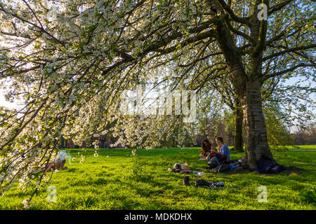 London, UK, 19. März 2018 - Hyde Park London Erfahrungen eine Hitzewelle, die heisseste April Tag in 70 Jahren, Mädchen im Park sitzen unter einem blühenden Baum Stockfoto