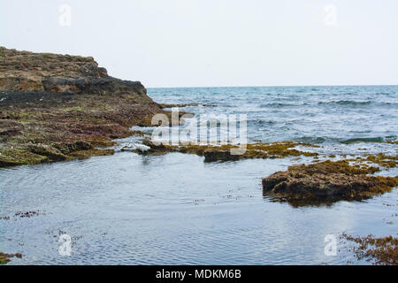 Weiß wenig Seide egret, Egretta garzetta, Schürfwunden zwischen den Felsen und Seegras an einem bewölkten Tag auf Mallorca, Balearen, Spanien. Stockfoto