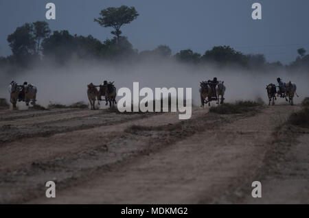 Ein pakistanischer Landwirt seine Stiere, als er in einem traditionellen bull Rennen in Dorf Jaranwala 30 Keil konkurriert, etwa 250 km von Lahore in einem ländlichen Ecke von Pakistan am 20. April 2018. Stockfoto