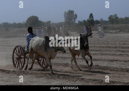 Ein pakistanischer Landwirt seine Stiere, als er in einem traditionellen bull Rennen in Dorf Jaranwala 30 Keil konkurriert, etwa 250 km von Lahore in einem ländlichen Ecke von Pakistan am 20. April 2018. Stockfoto