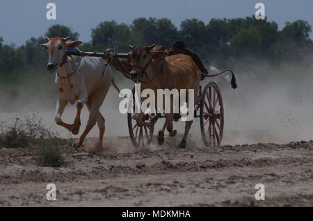 Ein pakistanischer Landwirt seine Stiere, als er in einem traditionellen bull Rennen in Dorf Jaranwala 30 Keil konkurriert, etwa 250 km von Lahore in einem ländlichen Ecke von Pakistan am 20. April 2018. Stockfoto