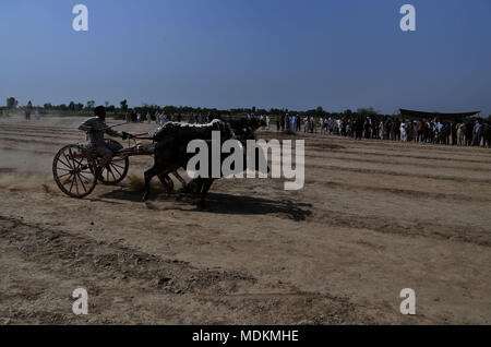 Ein pakistanischer Landwirt seine Stiere, als er in einem traditionellen bull Rennen in Dorf Jaranwala 30 Keil konkurriert, etwa 250 km von Lahore in einem ländlichen Ecke von Pakistan am 20. April 2018. Stockfoto