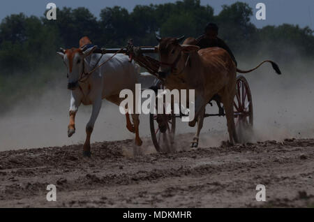 Ein pakistanischer Landwirt seine Stiere, als er in einem traditionellen bull Rennen in Dorf Jaranwala 30 Keil konkurriert, etwa 250 km von Lahore in einem ländlichen Ecke von Pakistan am 20. April 2018. Stockfoto