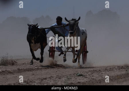 Ein pakistanischer Landwirt seine Stiere, als er in einem traditionellen bull Rennen in Dorf Jaranwala 30 Keil konkurriert, etwa 250 km von Lahore in einem ländlichen Ecke von Pakistan am 20. April 2018. Stockfoto