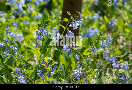 Bluebell Blumen Teppich den Waldboden am Bull Run Regional Park in Manassas, Virginia. Stockfoto