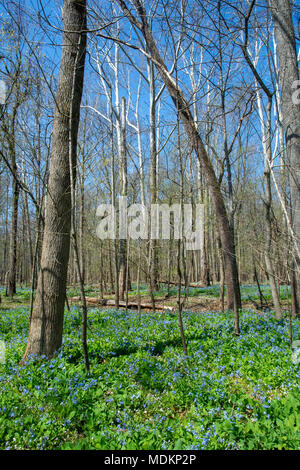 Blue Bell blumen Teppich Bull Run Regional Park in der Nähe von Manassas, Virginia. Stockfoto