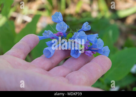 Bluebell Blumen Teppich den Waldboden am Bull Run Regional Park in Manassas, Virginia. Stockfoto