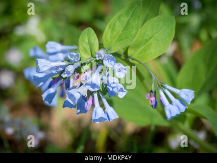 Bluebell Blüten am Bull Run Regional Park in Manassas, Virginia. Stockfoto