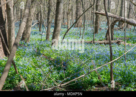 Bluebell Blumen Teppich den Waldboden am Bull Run Regional Park in Manassas, Virginia. Stockfoto