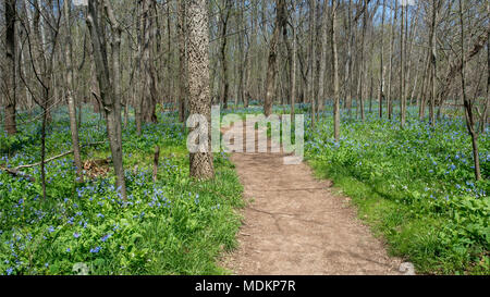 Nature Trail wandert durch die Waldfläche der bluebells im Bull Run Regional Park. Stockfoto