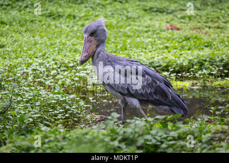 Schuhschnabel (Balaeniceps Rex) steht im flachen Wasser, Captive, Uganda Wildlife Education Center, Entebbe, Uganda Stockfoto
