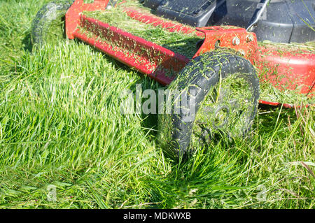 Rasenmäher voller Gras, Blätter nur nach der Arbeit. Nahaufnahme Stockfoto