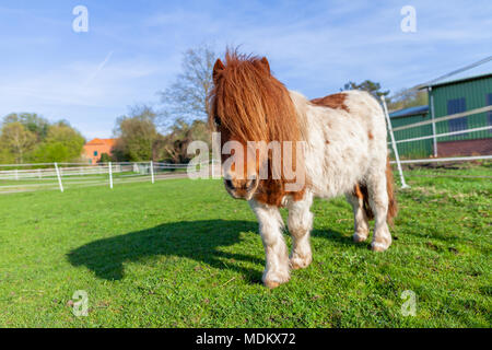 Porträt einer Shetlandpony auf der grünen Wiese Stockfoto