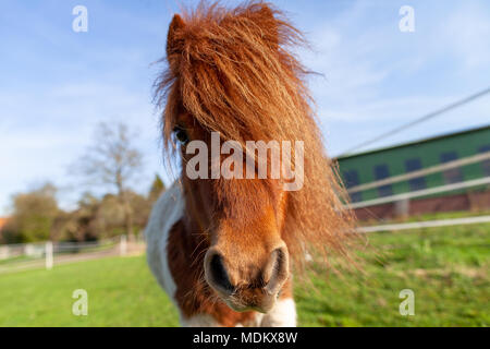 Porträt einer Shetlandpony auf der grünen Wiese Stockfoto