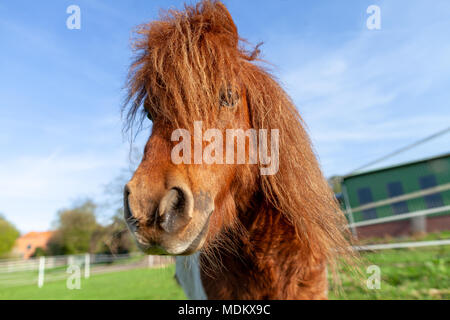 Porträt einer Shetlandpony auf der grünen Wiese Stockfoto