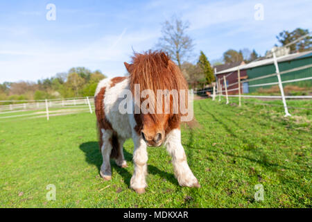 Porträt einer Shetlandpony auf der grünen Wiese Stockfoto