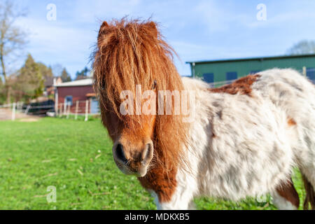 Porträt einer Shetlandpony auf der grünen Wiese Stockfoto