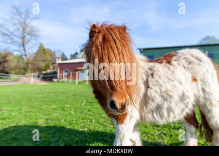 Porträt einer Shetlandpony auf der grünen Wiese Stockfoto