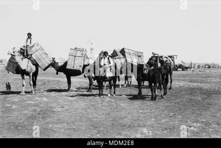 Pferd und Kamel Team, Cloncurry, ca 1904 Stockfoto