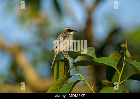 Grau (Saxicola Bushchat ferreus) Vogelarten in der Natur Thailand Stockfoto
