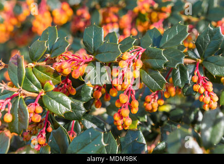 Darwins Berberitze (Berberis darwinii Bush plant), Blätter und orange rote Beeren im Frühjahr in West Sussex, England, UK. Stockfoto