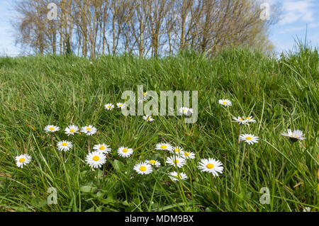 Gemeinsame Gänseblümchen (Bellis perennis, Rasen Gänseblümchen) wächst in einem Park auf einem hügeligen Gras bank im Frühjahr in Großbritannien. Stockfoto