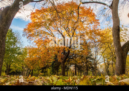 Im Wald suchen City Park Lafontaine in Montreal, Quebec, Kanada. Die Farben im Herbst sind wunderschön. Der große Baum in der Mitte ist von t gerahmt Stockfoto