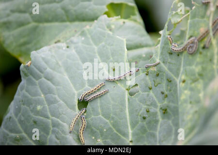 Löcher auf kohlblätter Schnitt durch viele grüne Würmer im Garten Stockfoto