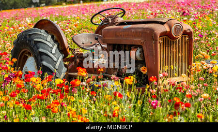 Soweit ich wusste, den Schlepper auf dem Feld der bunten Blumen für eine lange Zeit gestoppt wurde oder es hätte gestern gewesen. Es gab kein Erklären Stockfoto