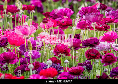 Frühling Blumen in den Farben Rosa und Lila voller Farben, wie sie in den Feldern wachsen Stockfoto