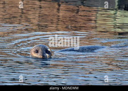 Eine neugierige Seehunde (Phoca vitulina) prüft die Aktion auf dem Seward, Alaska, Hafen auf die Resurrection Bay. Stockfoto